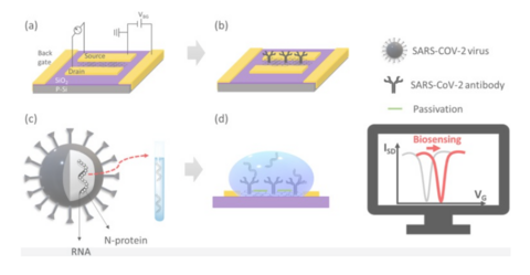 Electronic field effect detection of SARS-CoV-2 N-protein before the onset of symptoms