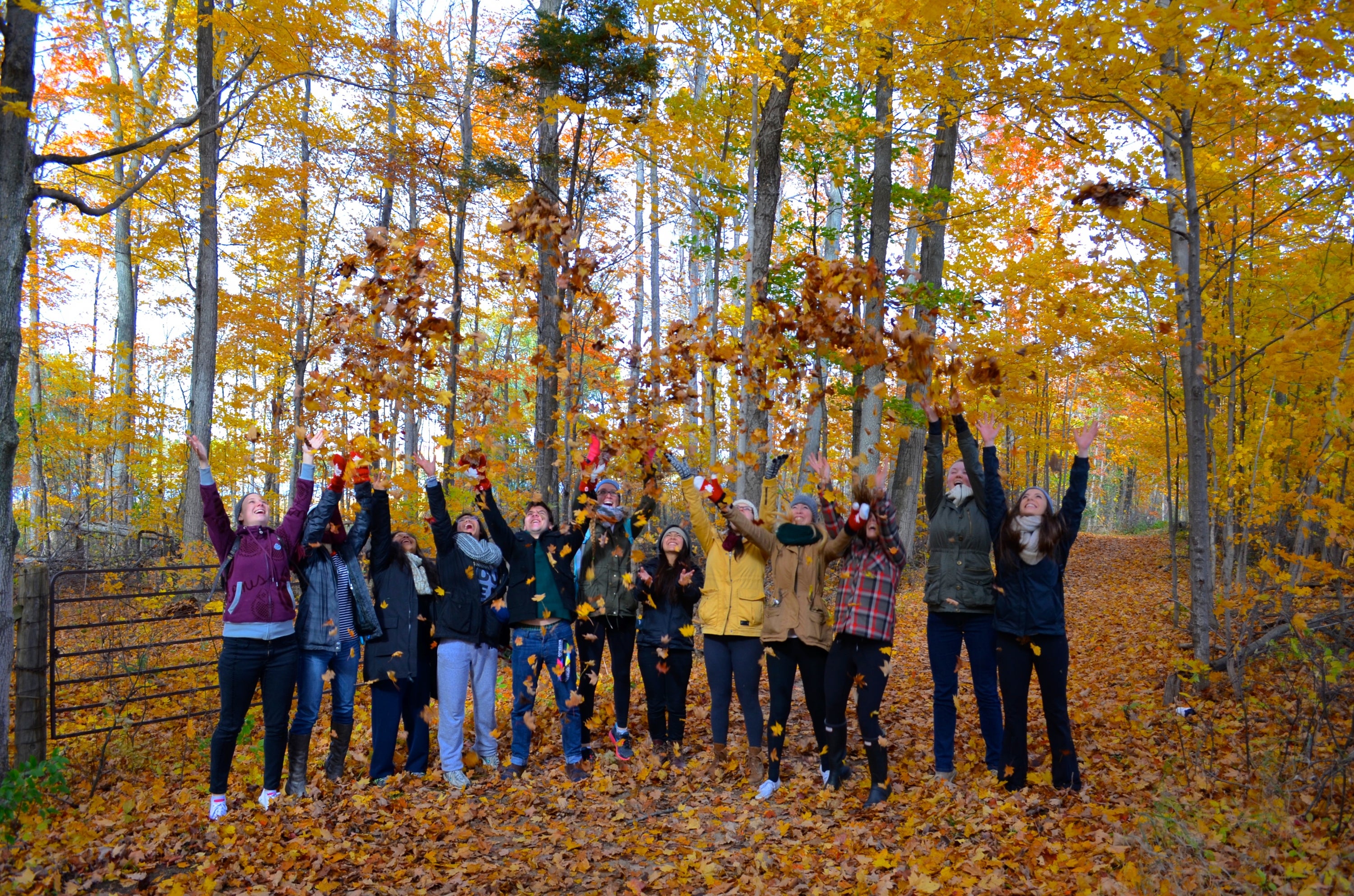 Students in wooded area tossing golden leaves above their heads