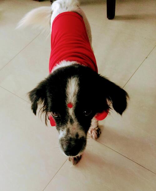 Tanusri Sarker's dog goes red for United Way