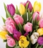 boquet of pink, yellow and white tulips