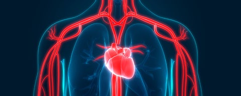 Illustration of heart and circulatory system