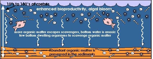 auses or conditions which can result in the enhanced burial and preservation of organic matter in marine sedimentary rocks