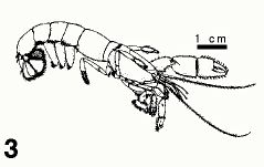 sketch of a burrowing shrimp