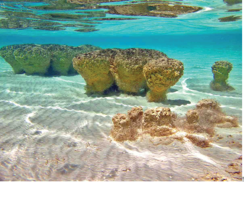 Stromatolites are found in similar environments today, such as Shark Bay, Western Australia