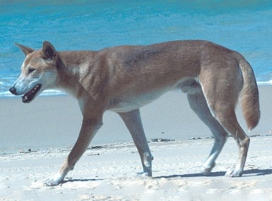 Australian Dingo