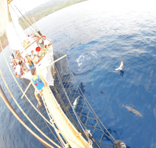 Dolphins greeting ship crew.