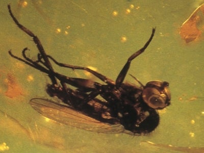 Small fly trapped in amber