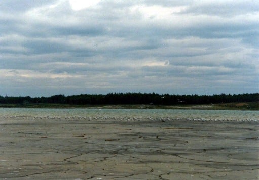 Relatively fresh tailings in an impoundment.