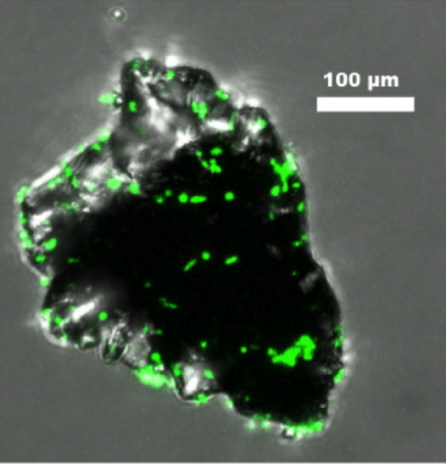 Figure 2 shows Burkholderia fungorum (a gram-negative, heterotrophic bacterium) colonizing a basalt particle.