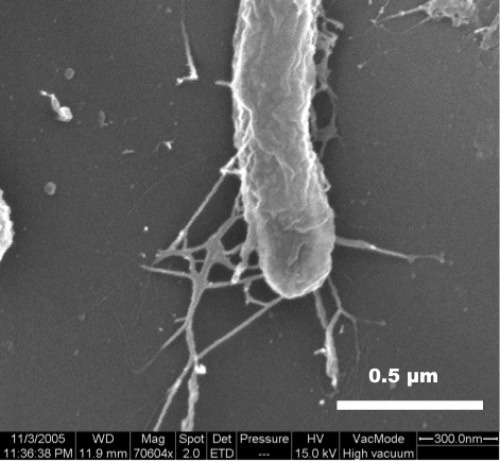 Figure 3 shows Burkholderia fungorum excretes EPS (extracellular polymeric substances) in order to stick on the surface of basalt.