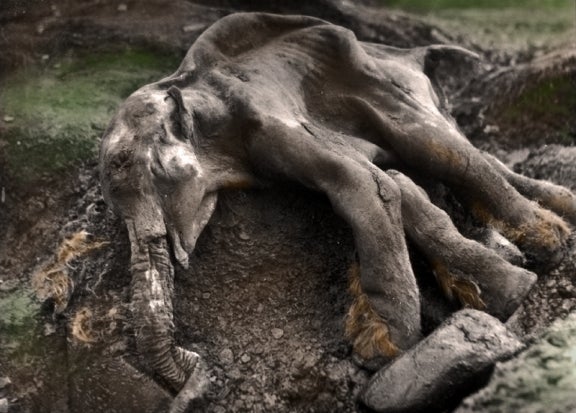 Baby Mammoth in melting permafrost