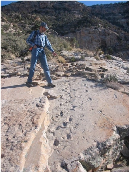 Tetrapod tracks in the Coconino Sandstone.