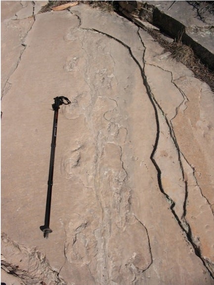 Tetrapod tracks in the Coconino Sandstone closer.