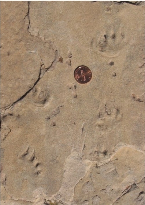 Tetrapod tracks in the Coconino Sandstone with penny for scale.