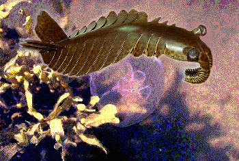 Anomalocaris