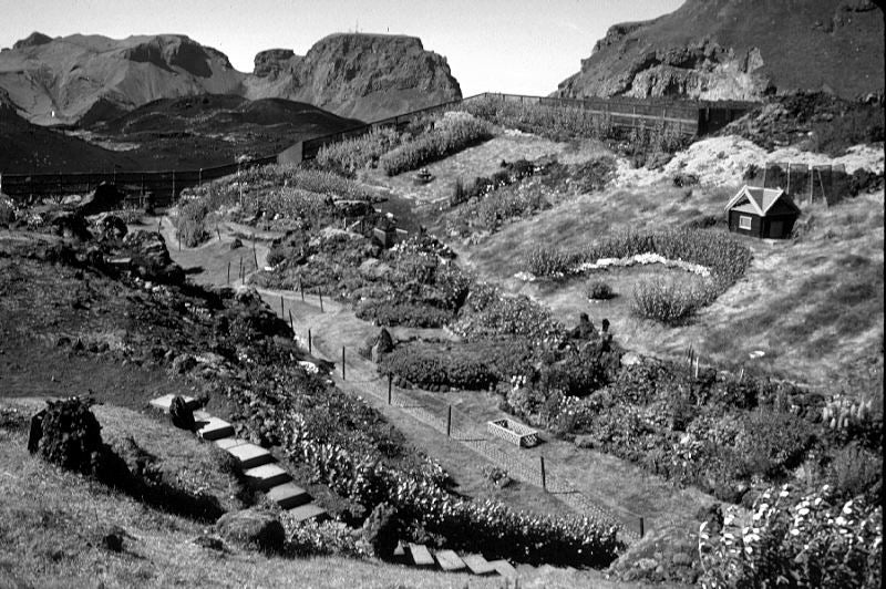 A garden in the lava field