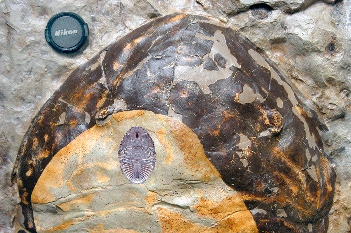 Detail of the headshield (cephalon) of the largest Isotelus