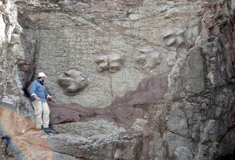 Dinosaur footprints exposed in Cretaceous rocks in a road cut, Antamina access Road.