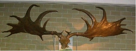 Irish elk skull