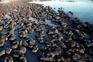 Modern stromatolites