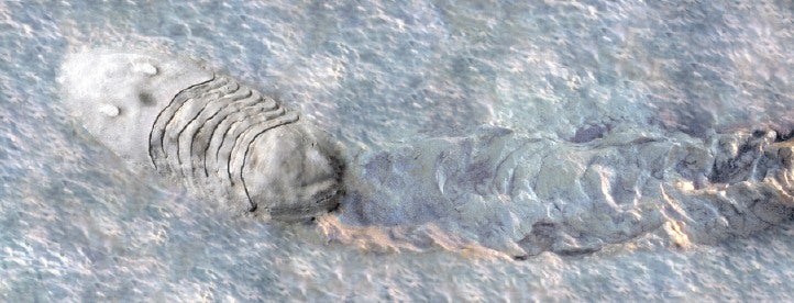 A very large Isotelus trilobite crawls through soft sediments near the Ordovician shoreline
