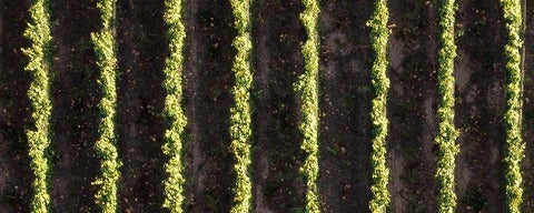 Aerial shot of vineyard