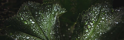 Leaves with water droplets