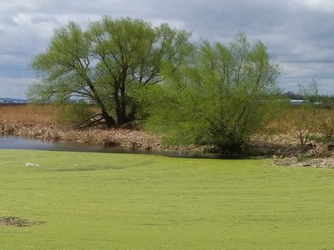 trees surrounded by polluted water