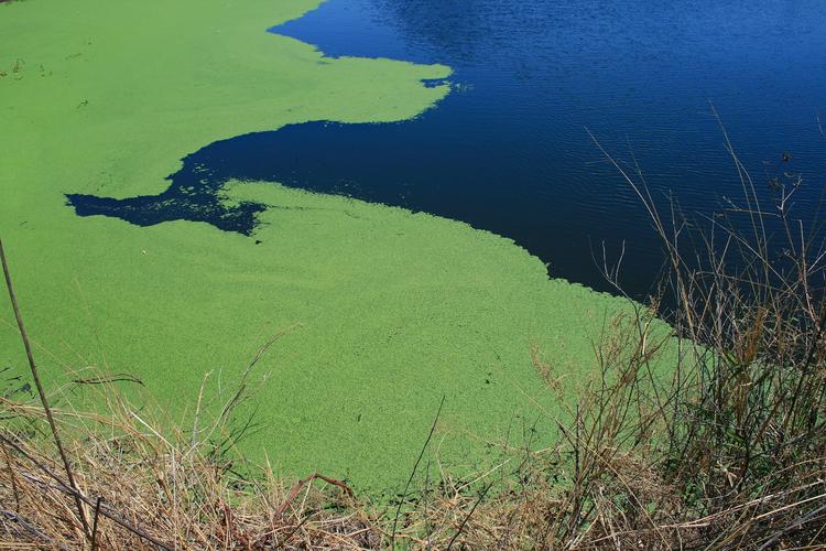 algae on lake