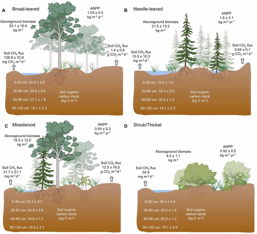 Schematic with four images that summarize features across the four types of swamps.