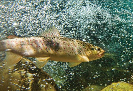 brown trout michael power water institute
