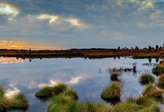 wetland panorama