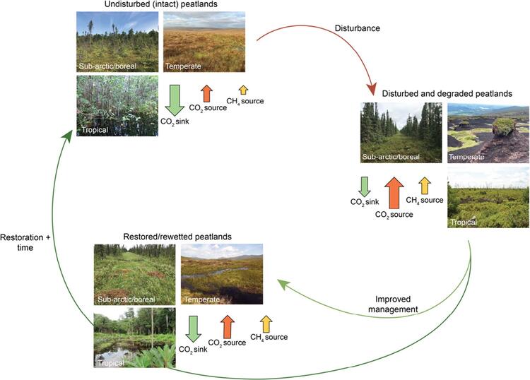 The Potential Of Peatlands As Nature-based Climate Solutions: A Review ...