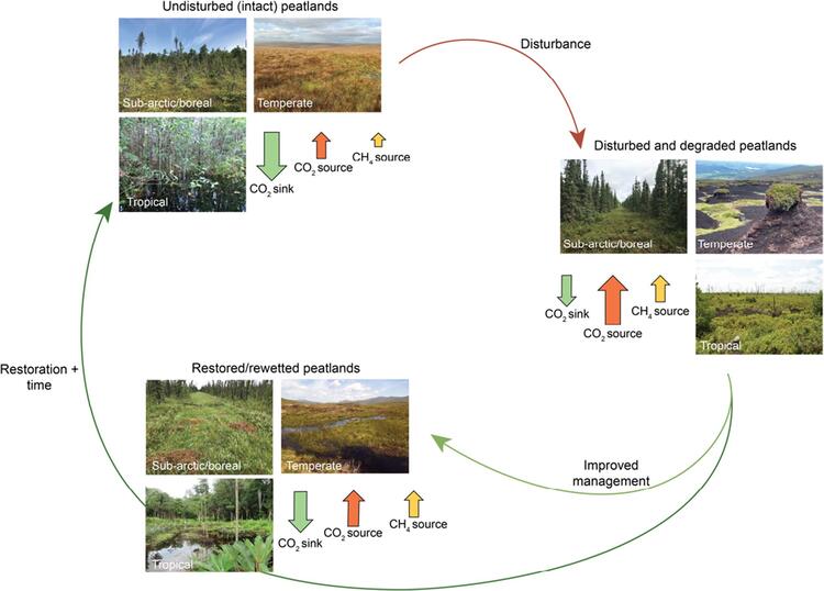  Shifts in peatlands use and management and effects on greenhouse gas exchange.