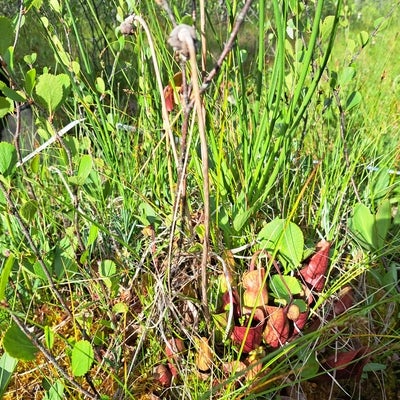 wetland plant
