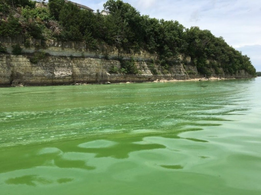 algal bloom