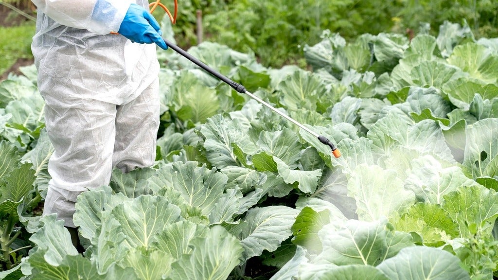 Spraying cabbage crop