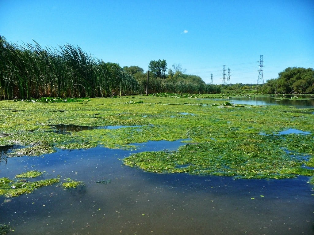 lake with algae on it