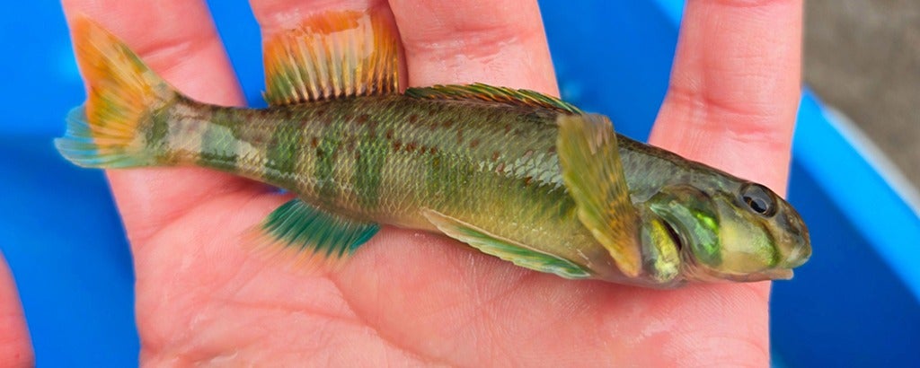 small fish