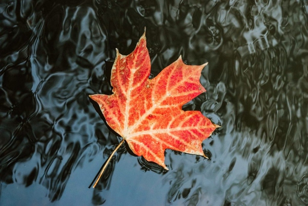 Leaf image