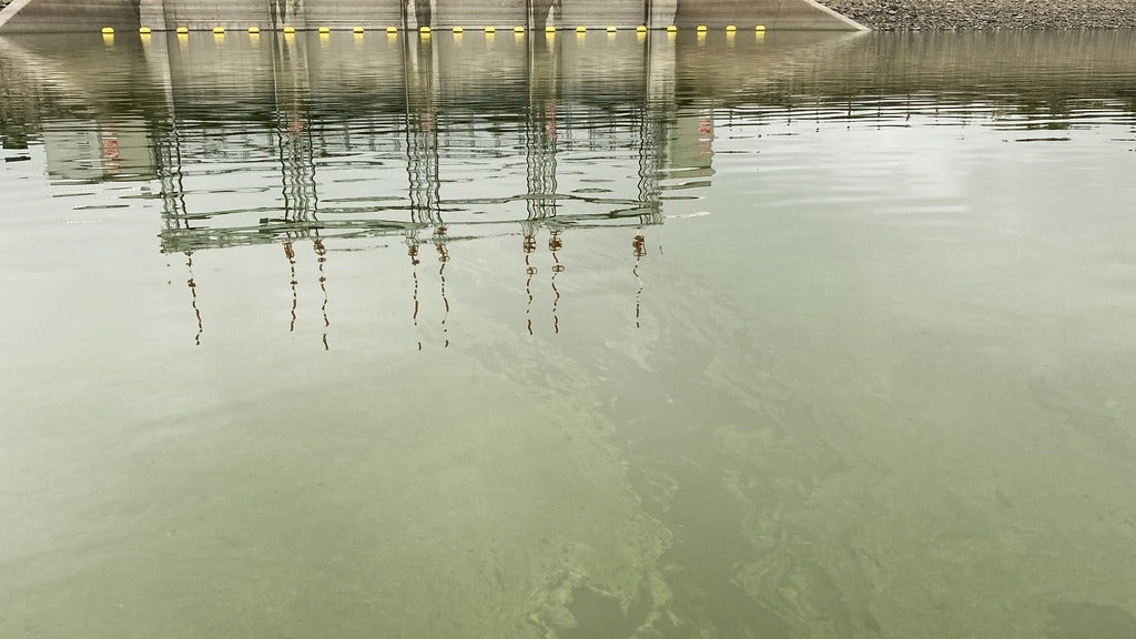 Microcystis bloom
