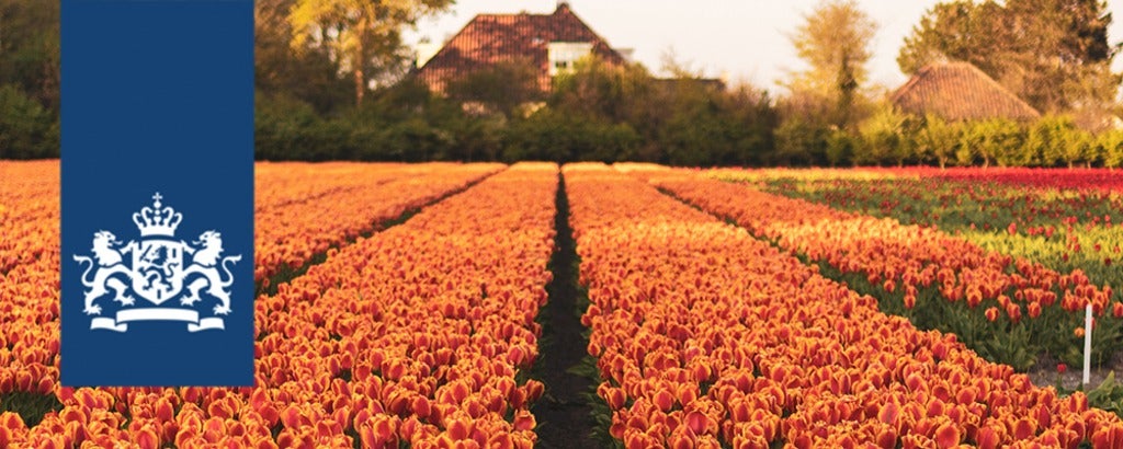 Field of Tulips