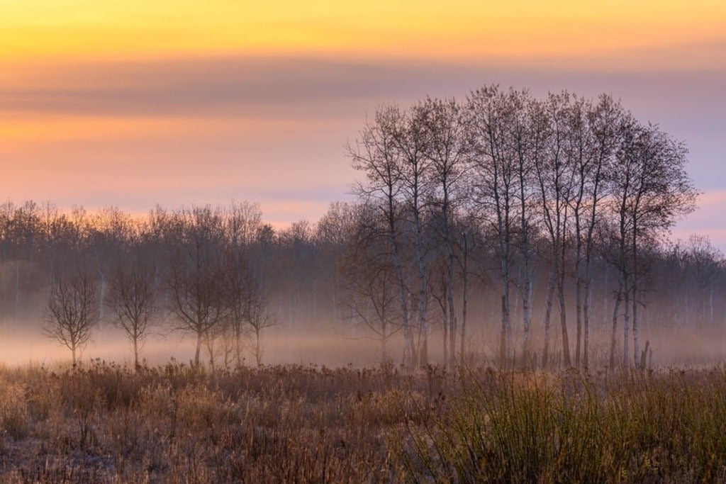 wetland