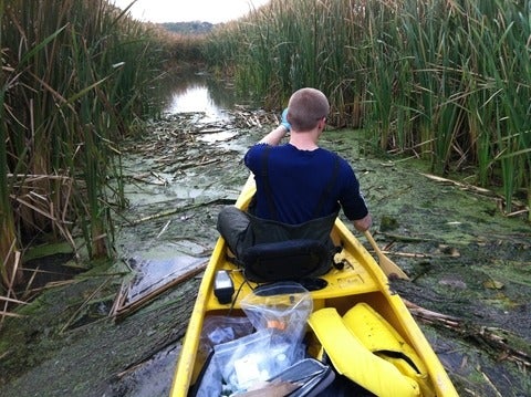 Chris Parsons canoeing to a sampling site in Coot's Paradise near Toronto.