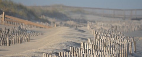 Dune restoration
