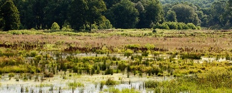 Restored wetland