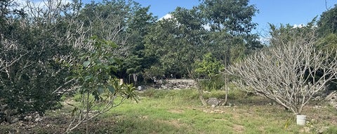 Yucatan farm