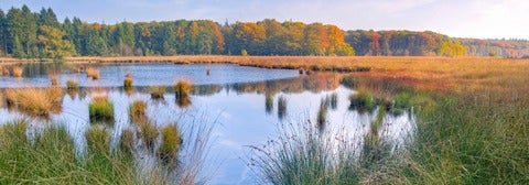 Marsh image