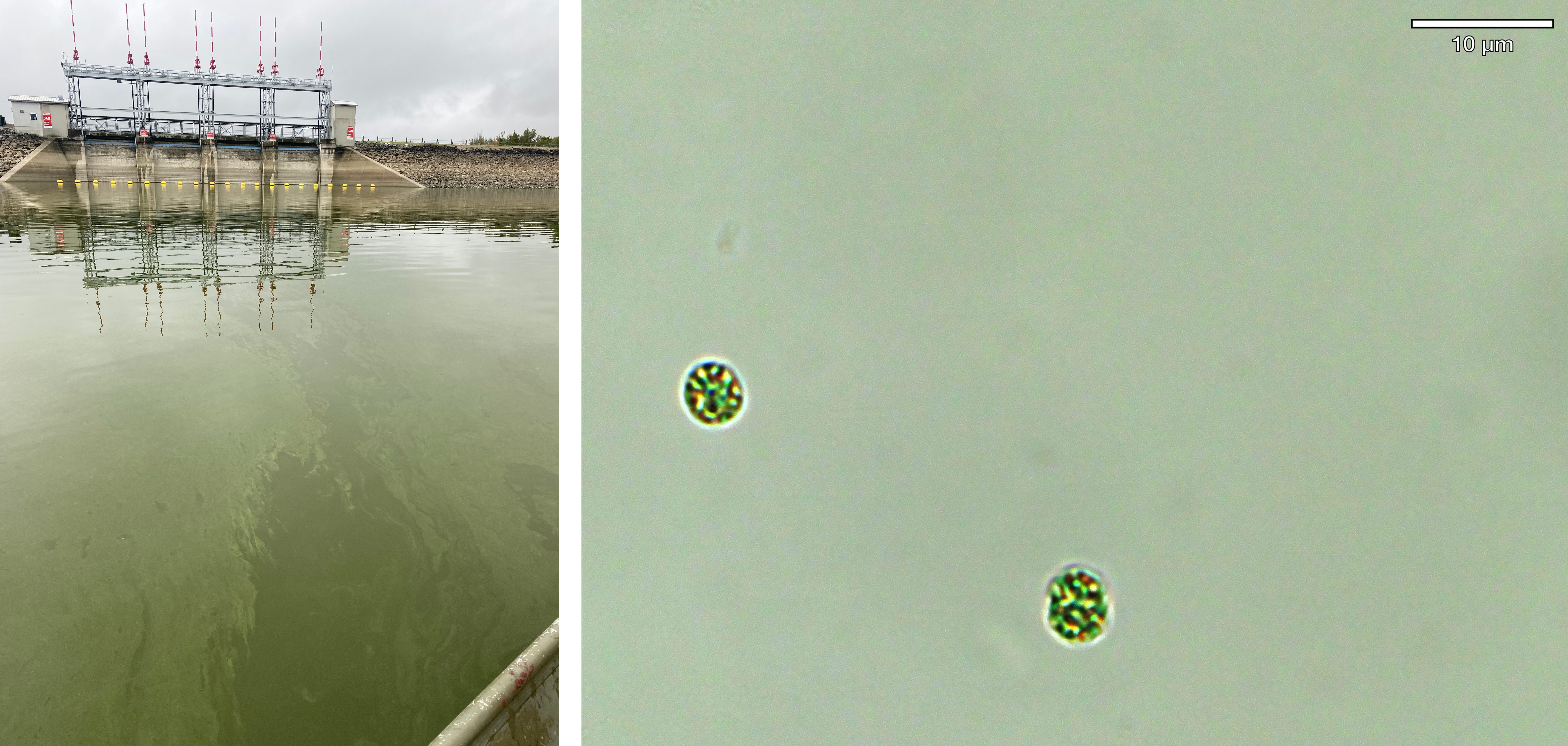 Dam and cells