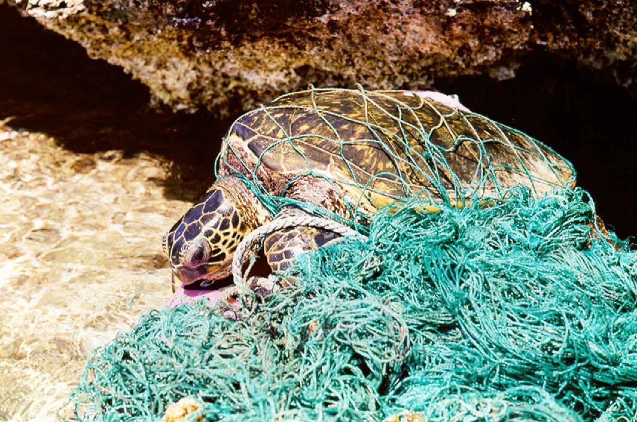 turtle caught in plastic in ocean